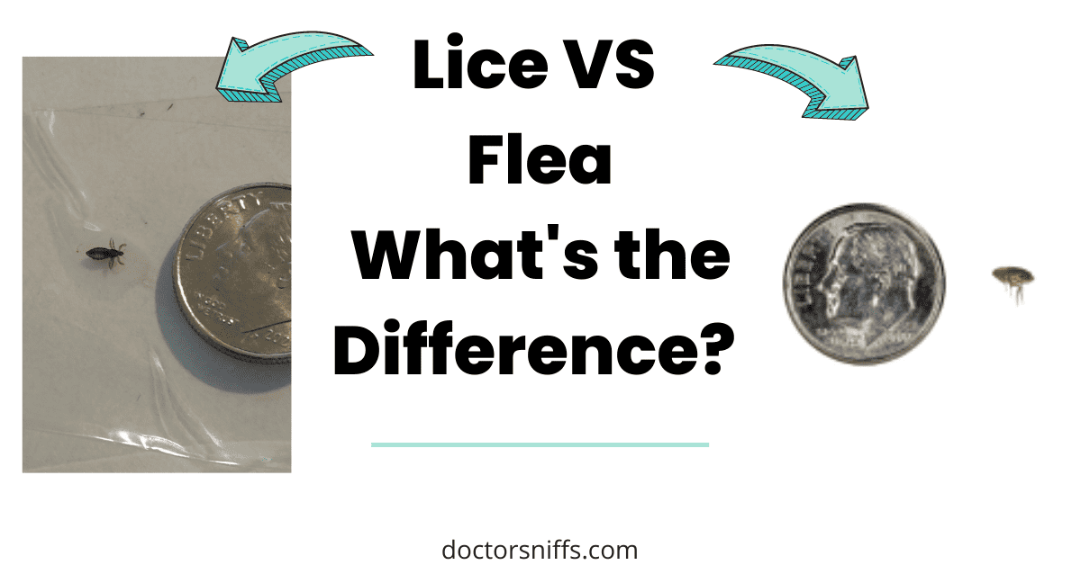Lice VS Flea Comparison Friendly Guide to Pest Differences