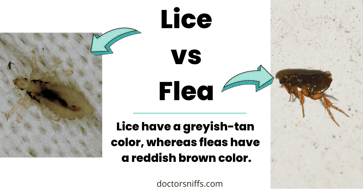 Lice VS Flea Comparison Friendly Guide to Pest Differences