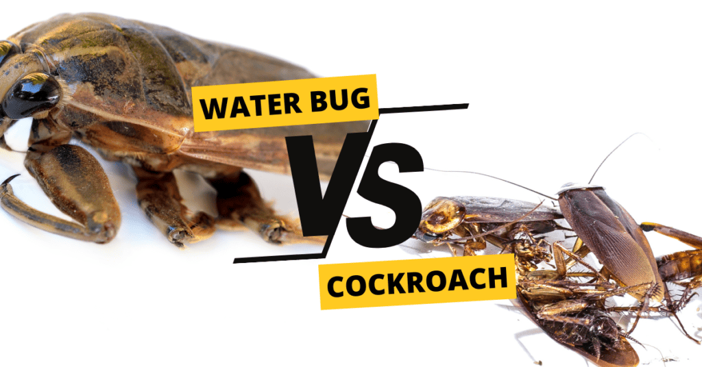 Water Bug VS Cockroach 9 Key Differences Explained