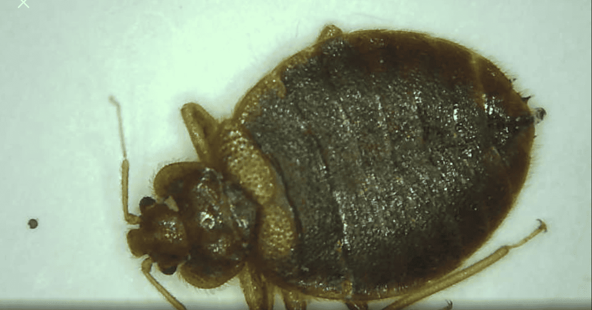 What Does A Bed Bug Look Like? Real Life Images of Bed Bugs