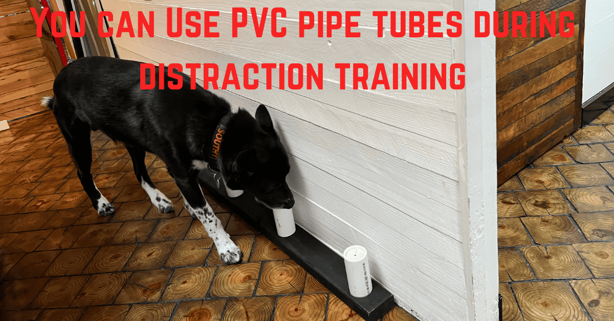 Bed Bug Dog Training A Simple Guide to Effective Detection