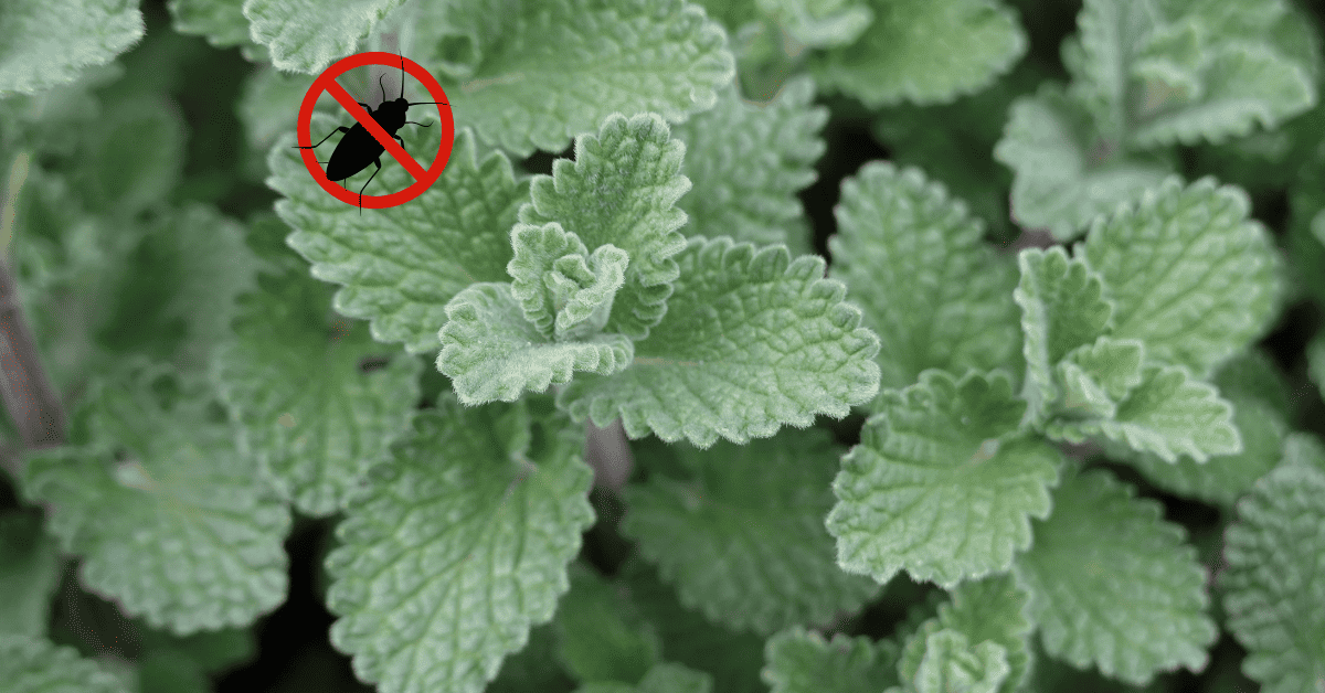 What Smell Do Roaches Hate? 11 Natural Ways to Repel Them