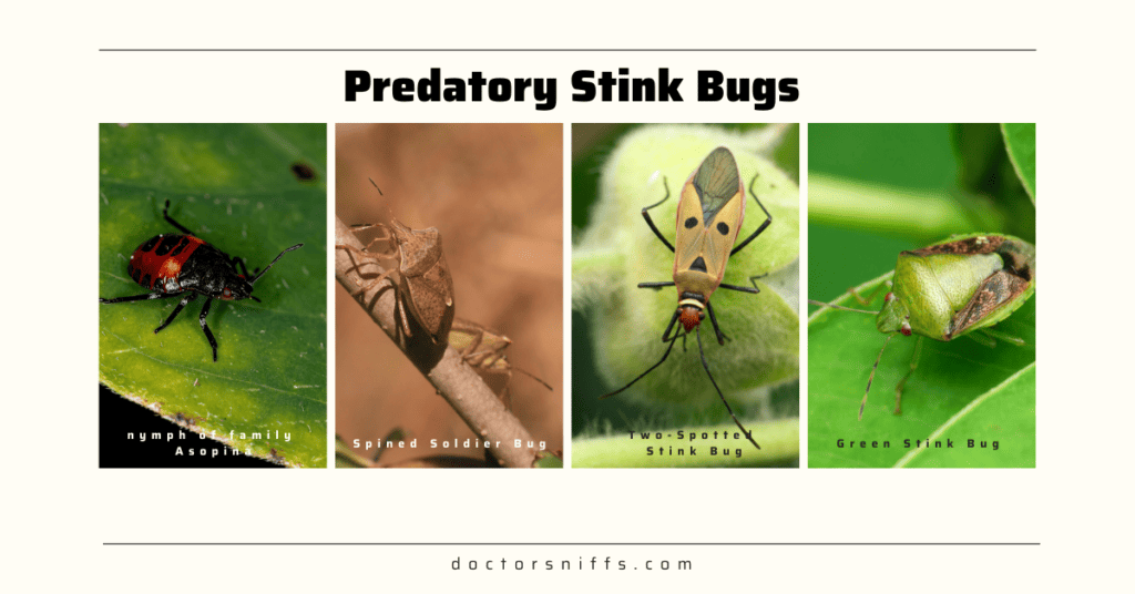 What Do Stink Bugs Eat? Facts on The Brown Marmorated Diet