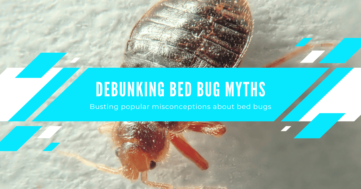 15 of the Top Bed Bug Myths and The Truths Behind Them