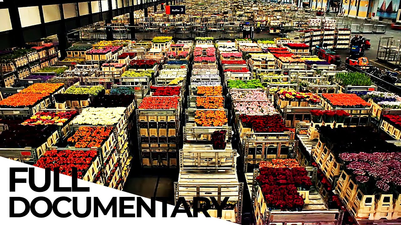 Billion Dollar Flower Market ENDEVR Documentary Documentary Universe
