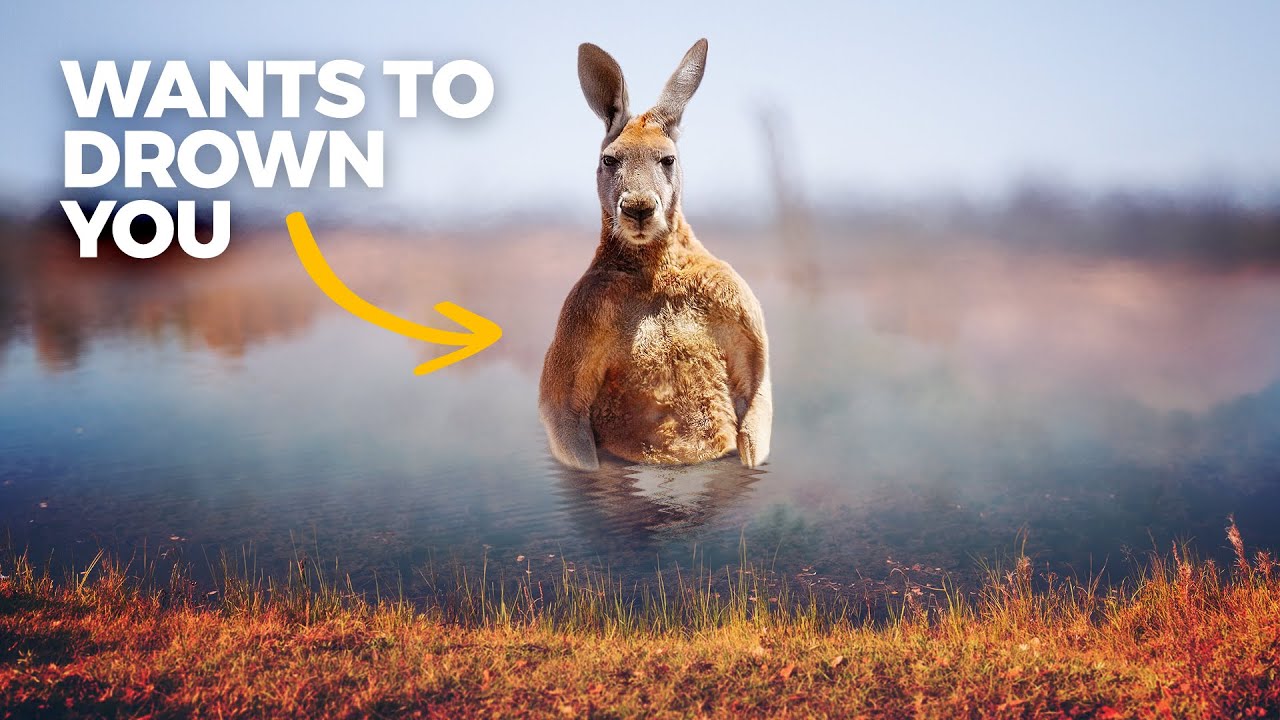 The Insane Biology of Kangaroos Documentary Universe