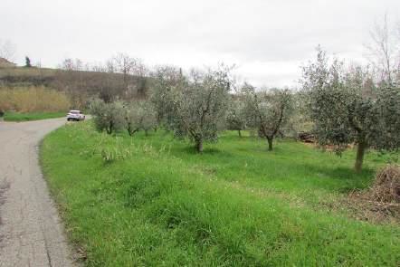 Asta giudiziaria Terreno Via Pittura, snc 63032 Castignano AP