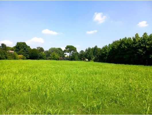 Asta giudiziaria Terreno Via Casaretta snc, 35013 Cittadella PD