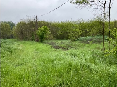 Asta giudiziaria Terreno VIALE POGGIO REALE, 46100 Mantova MN