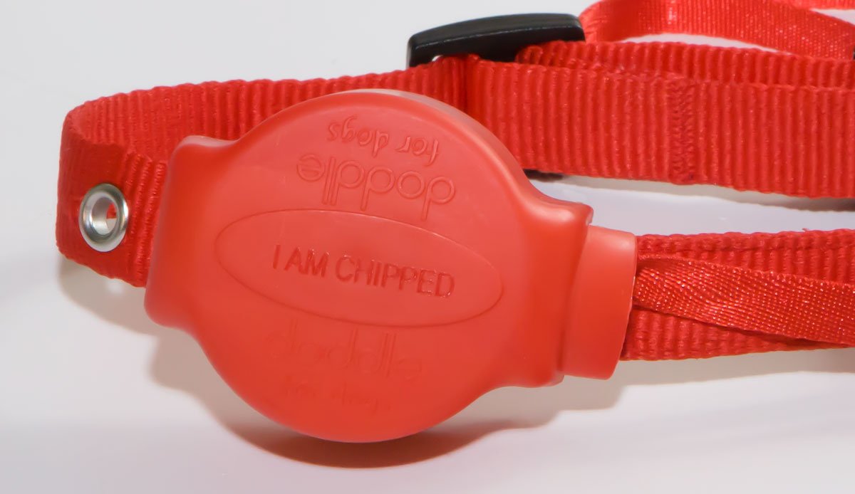 Doddle Dog Collar with built in Lead Doddle for Dogs