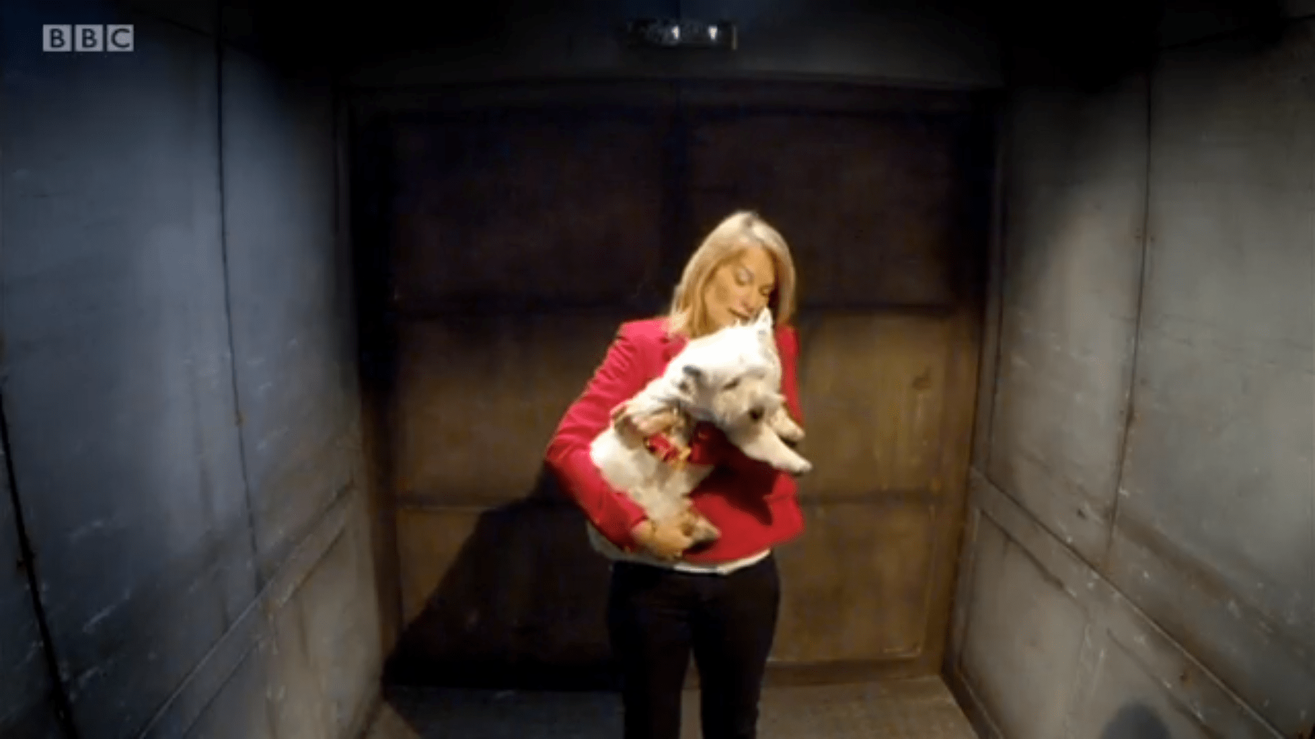 Doddle for Dogs appears on BBCs Dragons’ Den