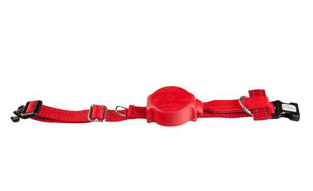 Read more and make sure to get the right one. Order Your Doddle The Collar With A Built In Retractable Lead