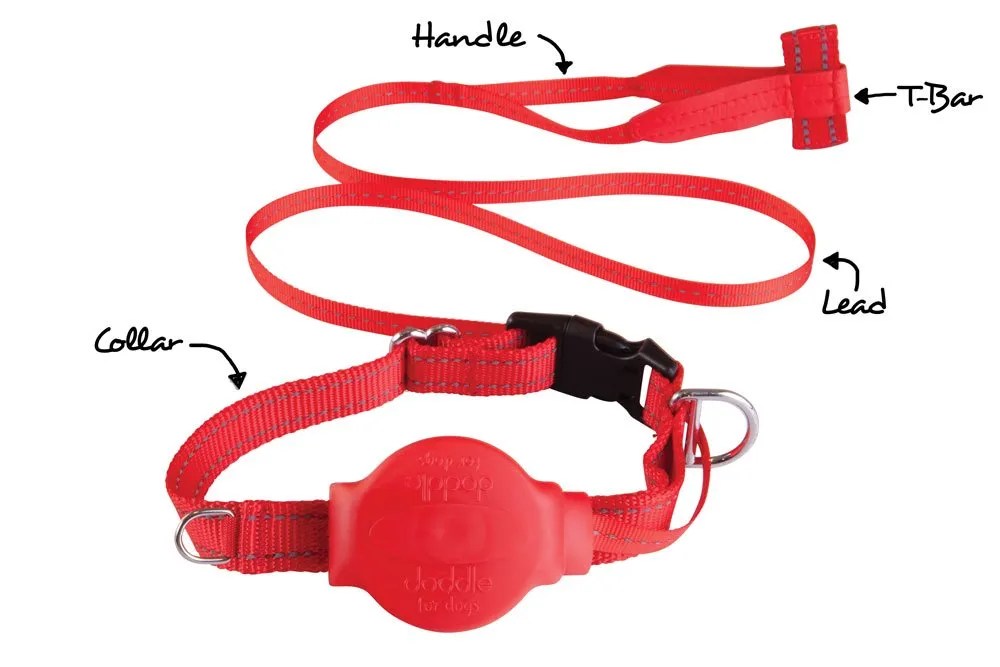Doddle With Dog Collar Dog Collar And Lead In One