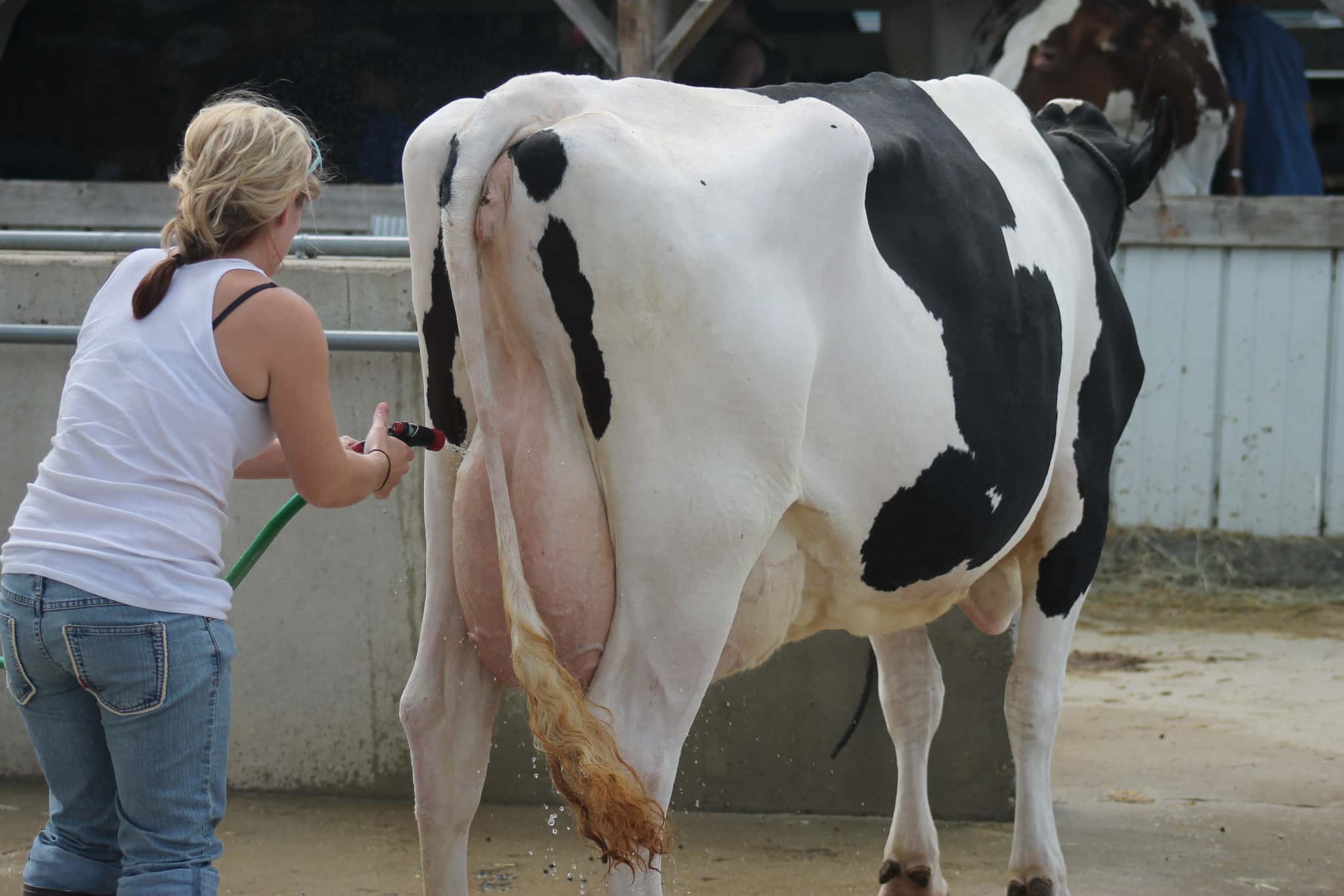Junior Fair Dairy Cattle Judging Results Dodge County Fairgrounds