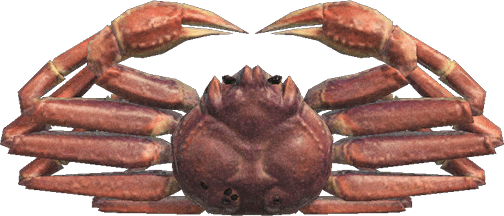 Snow Crab Animal Crossing Wiki Nookipedia