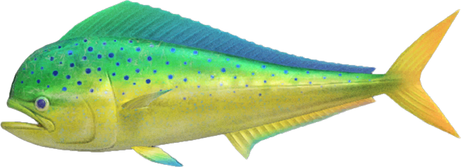 MahiMahi Animal Crossing Wiki Nookipedia