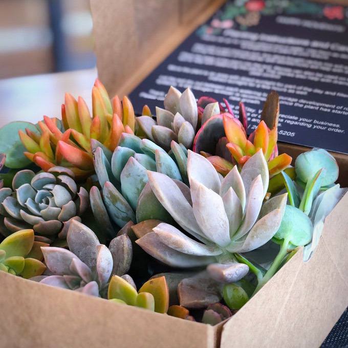 39 Lovely Succulent Gift Ideas The Best Plants, Pots and Products