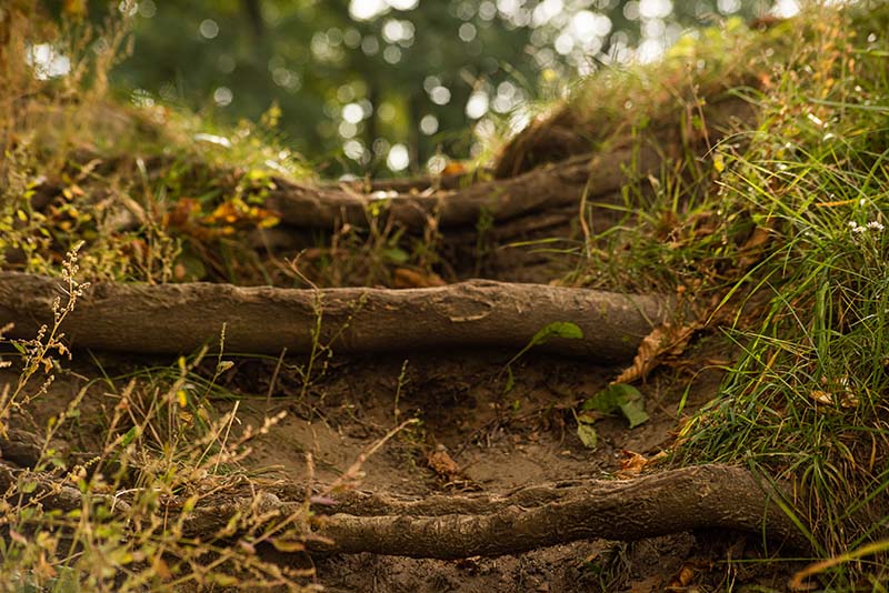 Can Tree Roots Harm a Foundation? Dodson Foundation Repair