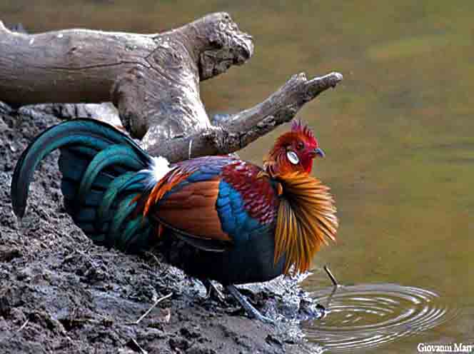 Ayam Hutan Merah Nenek Moyang Ayam Peliharaan Cakrawala Laman 5