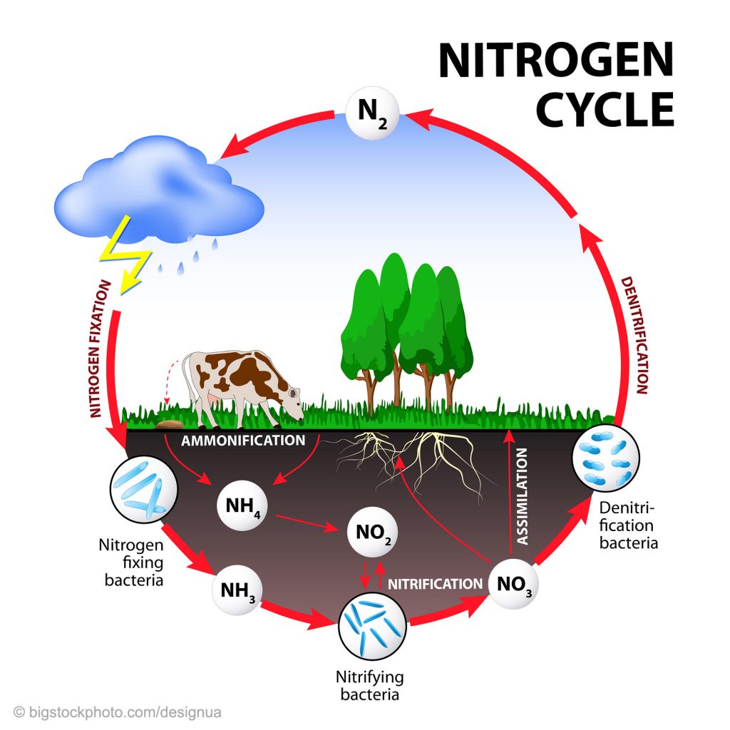Nitrogen Mystery Answered Does God Exist? Today
