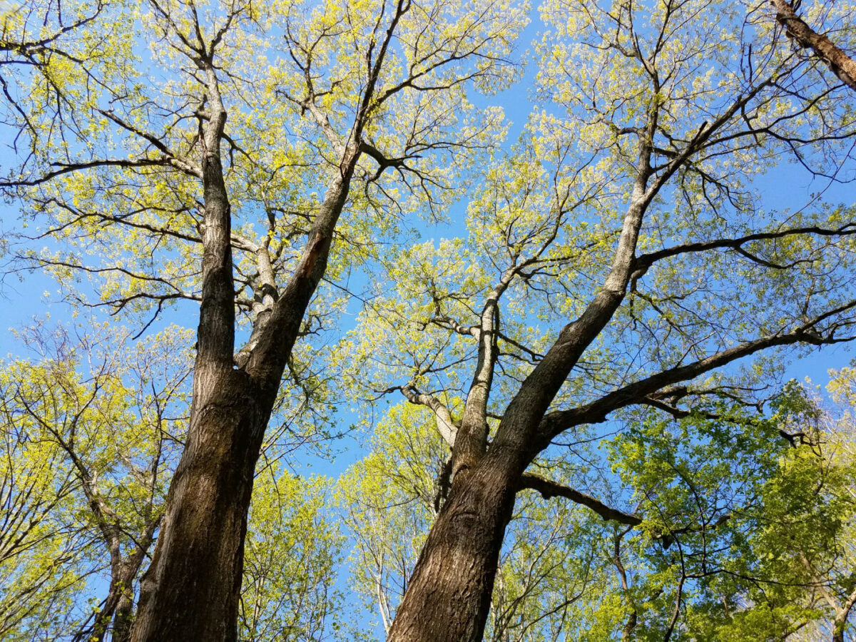 Apply for a DOF OpenSpace Easement Virginia Department of Forestry