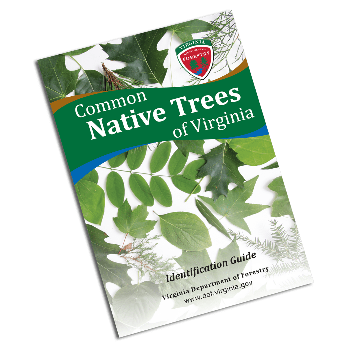 Tree Identification Chart