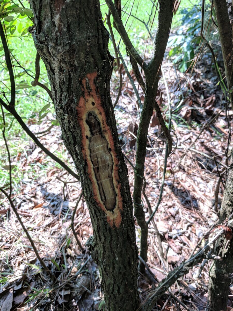 Laurel Wilt Confirmed in Virginia Virginia Department of Forestry