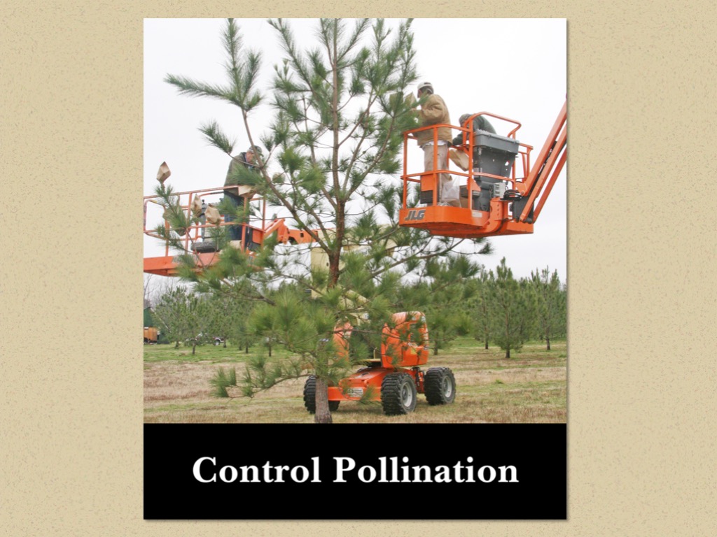 Nursery Operations in Pictures Virginia Department of Forestry