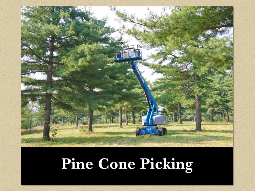 Nursery Operations in Pictures Virginia Department of Forestry