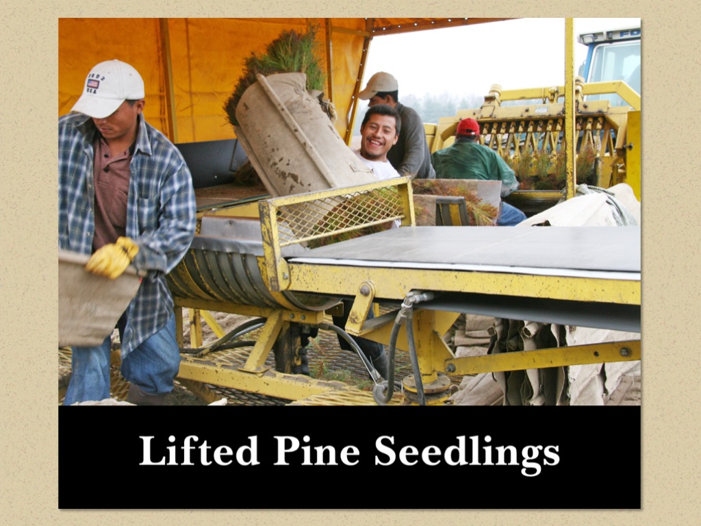 Nursery Operations in Pictures Virginia Department of Forestry