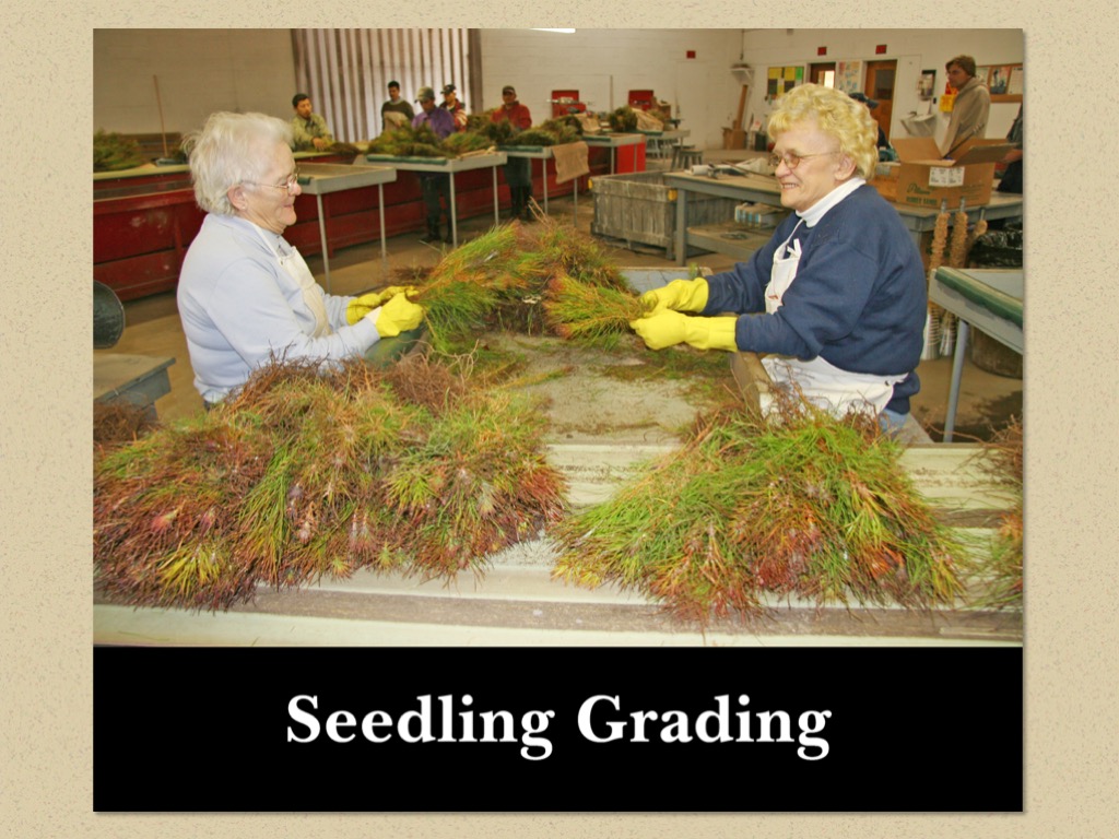 Nursery Operations in Pictures Virginia Department of Forestry