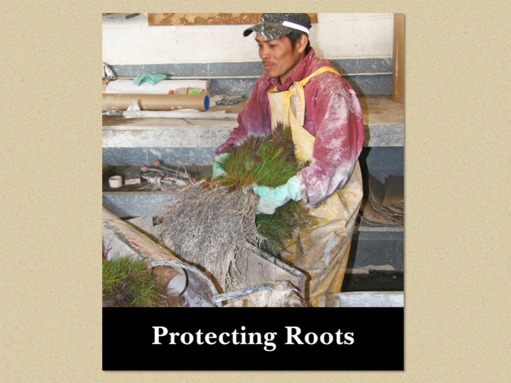 Nursery Operations in Pictures Virginia Department of Forestry