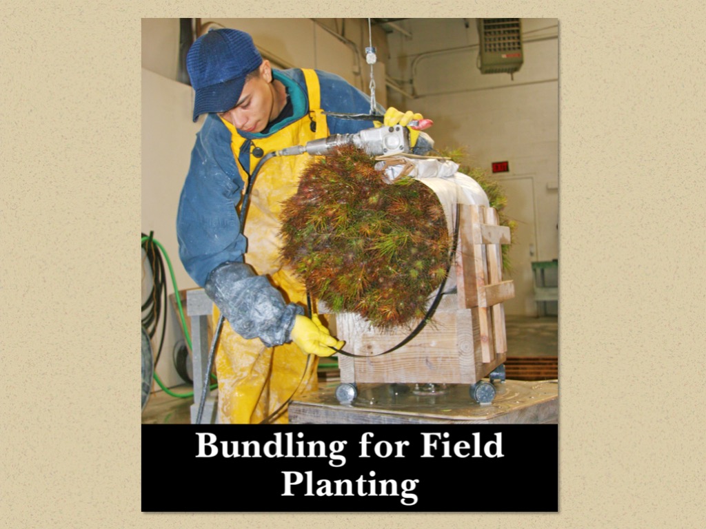 Nursery Operations in Pictures Virginia Department of Forestry