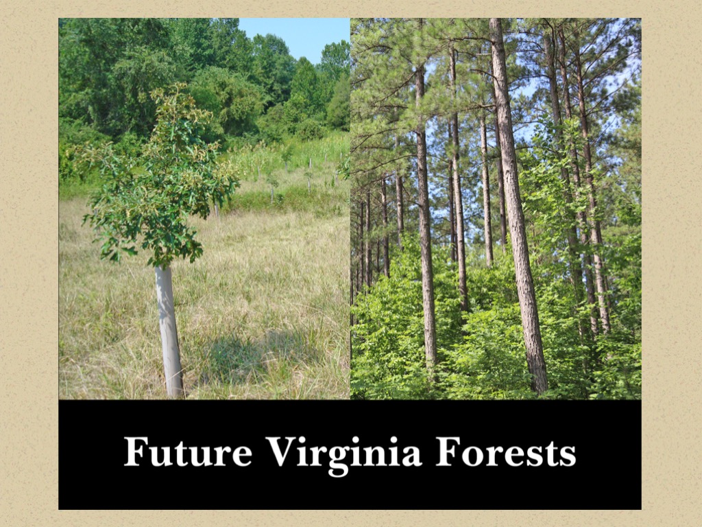 Nursery Operations in Pictures Virginia Department of Forestry