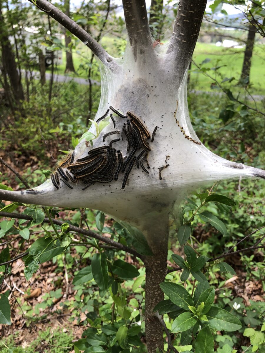 The Early Caterpillar Gets the Leaf! Virginia Department of Forestry