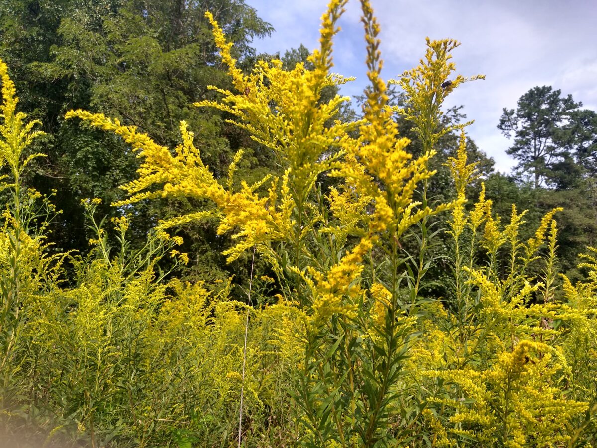 Ray S Flowers Lancaster South Carolina Best Flower Site