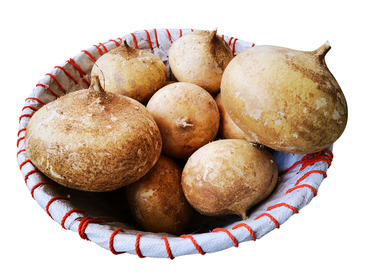 Agrícola Dofra Producción y Venta de Jícama