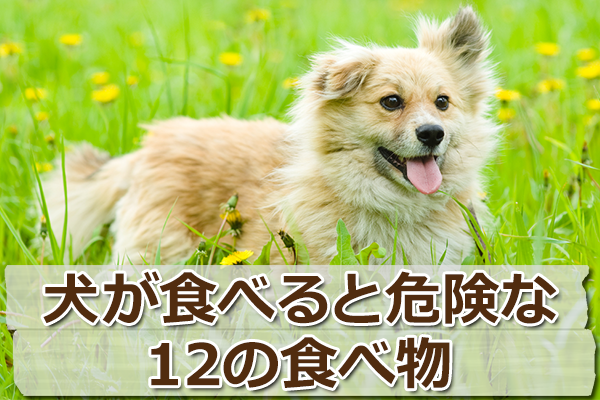 食べたらダメ！「犬が食べてはいけないもの」12のリスト ドッグフードのABC