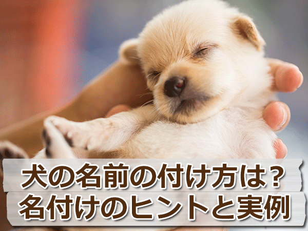 犬 名前 和風 食べ物 Tamaroo