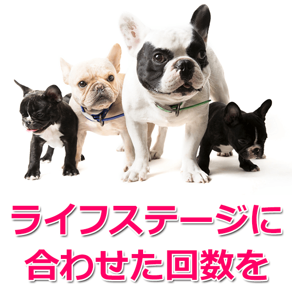 フレンチブルドッグにオススメの餌5選！量・回数・餌代は？ ドッグフードのABC