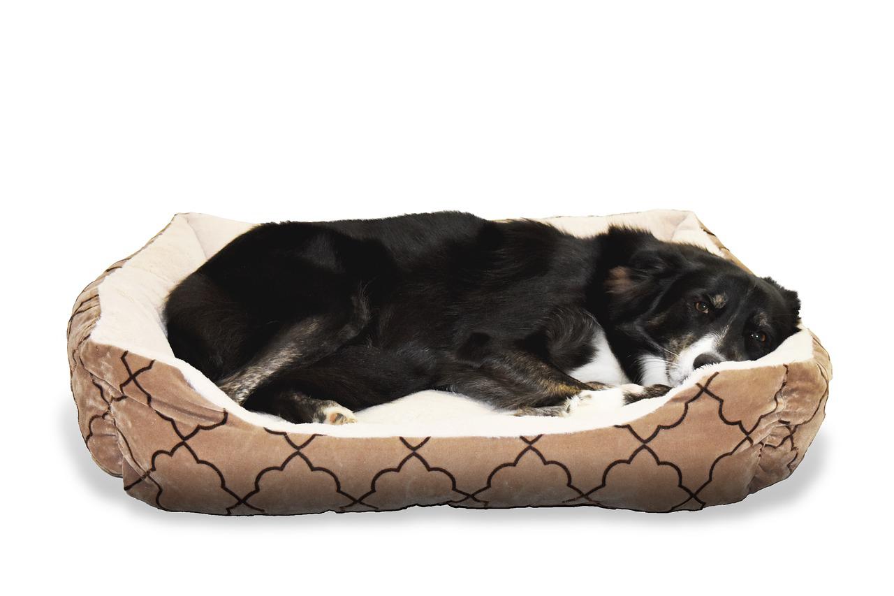Most Important Features Of Large Breed Dog Beds