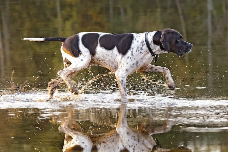 Pictures Of English Pointer Dogs. Discover This Great Dog!