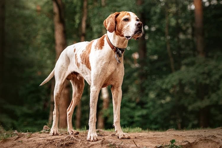Pictures Of English Pointer Dogs. Discover This Great Dog!