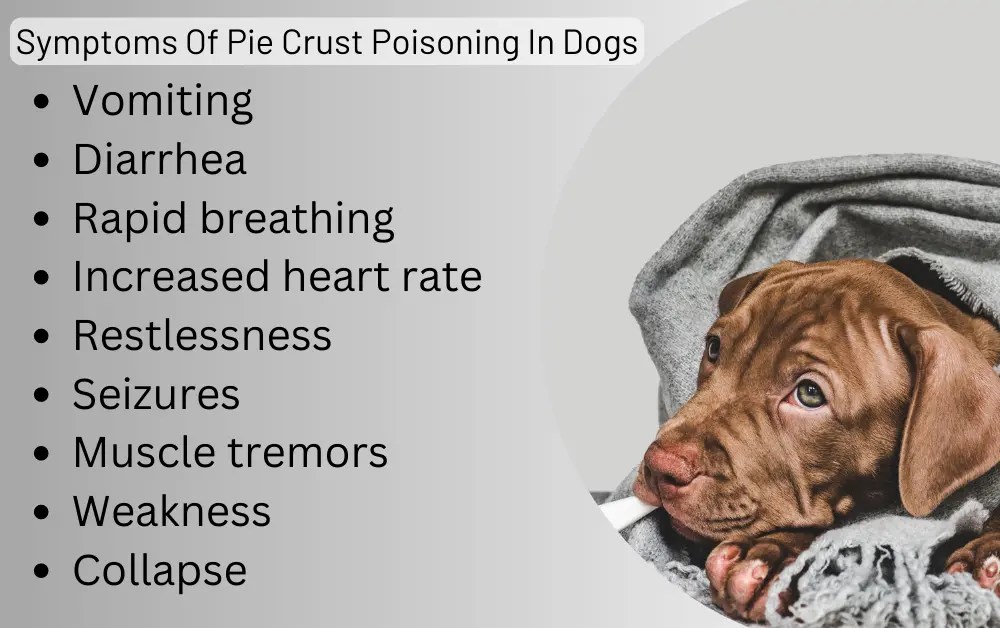 Can Dogs Eat Pie Crust? [Risk Factors Explained]