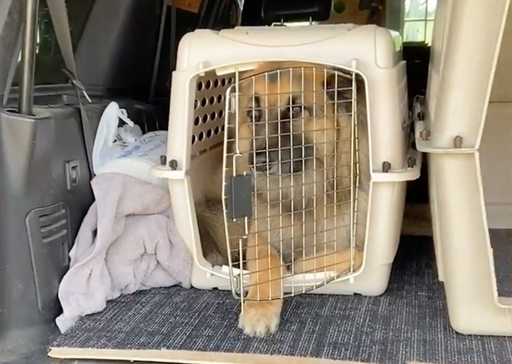 Dog crate For German Shepherd in 2022