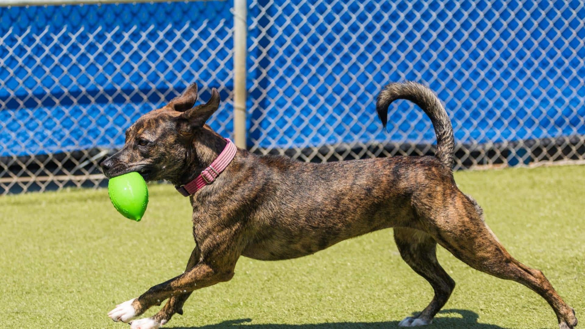 DogMa Daycare and Boarding for Dogs