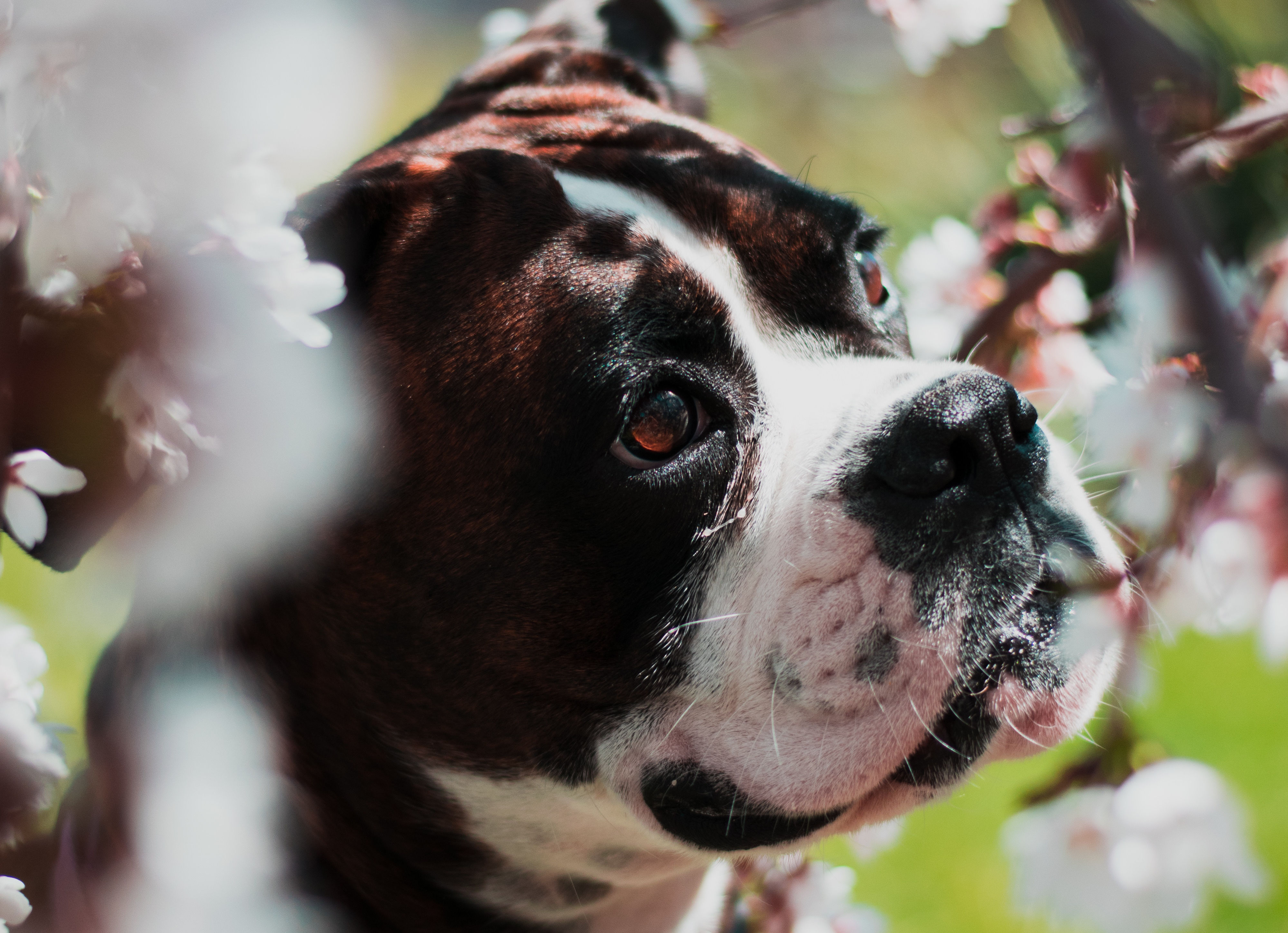 Female dogs and the heat Dogtap
