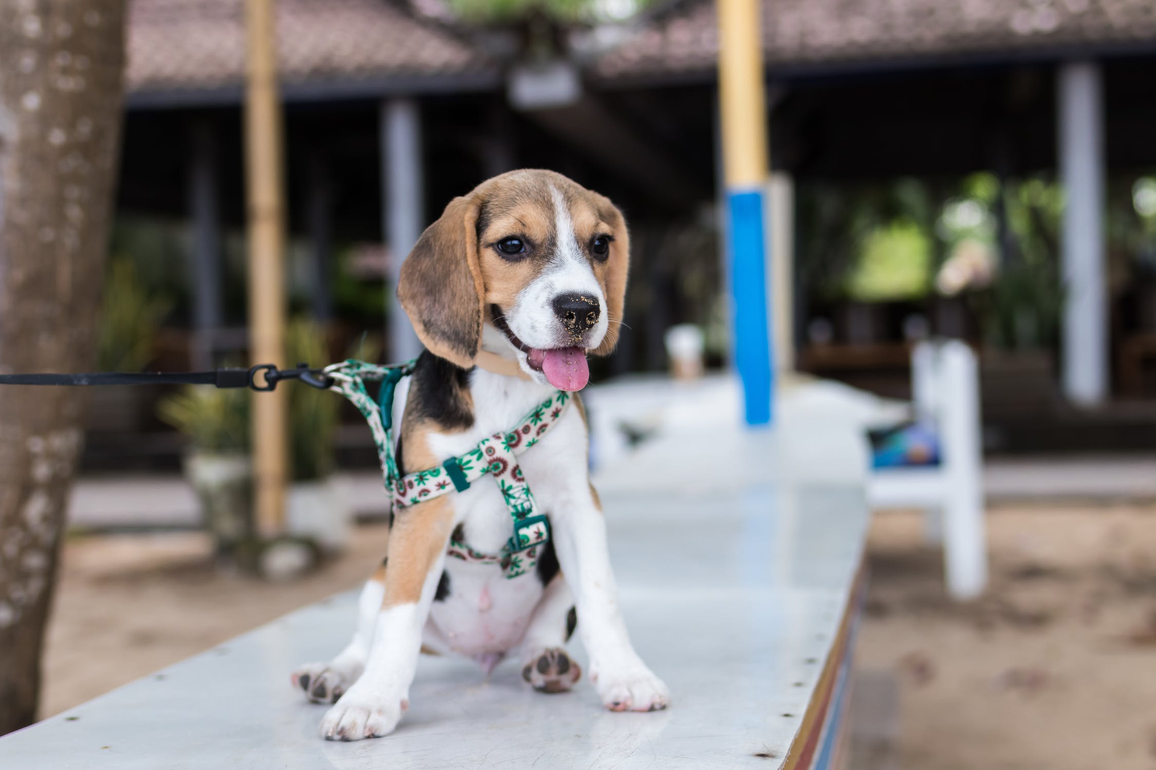 Den Hund an die Leine gewöhnen Dogtap