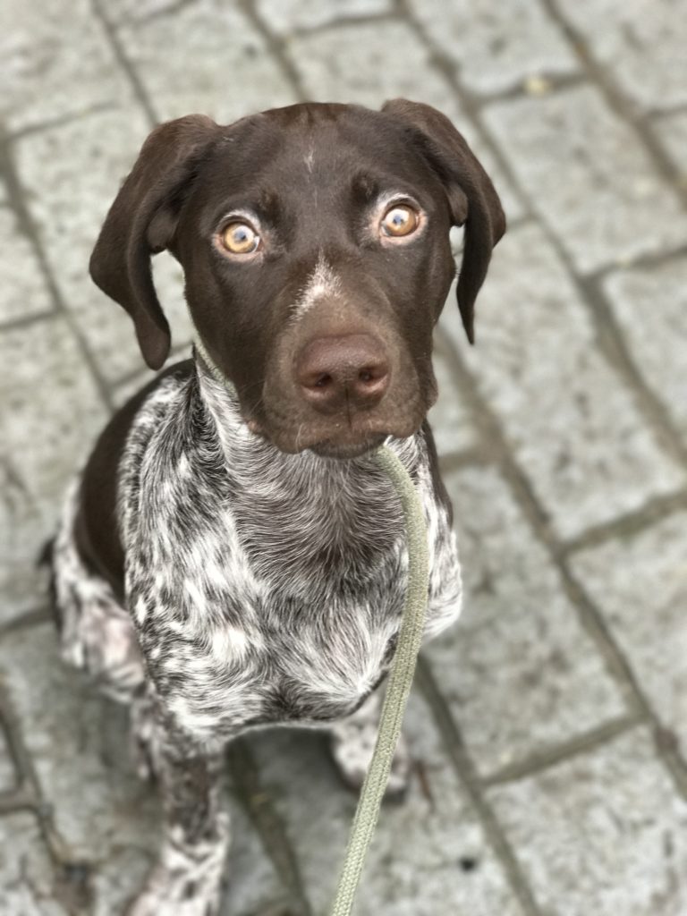 Puppy Training Tina the German Shorthaired Pointer BlogBlog