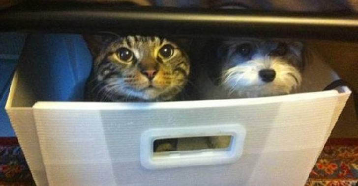 23 ภาพน้องหมาที่ถูกล้างสมอง จนคิดว่าตัวเองกลายเป็นแมวไปซะ